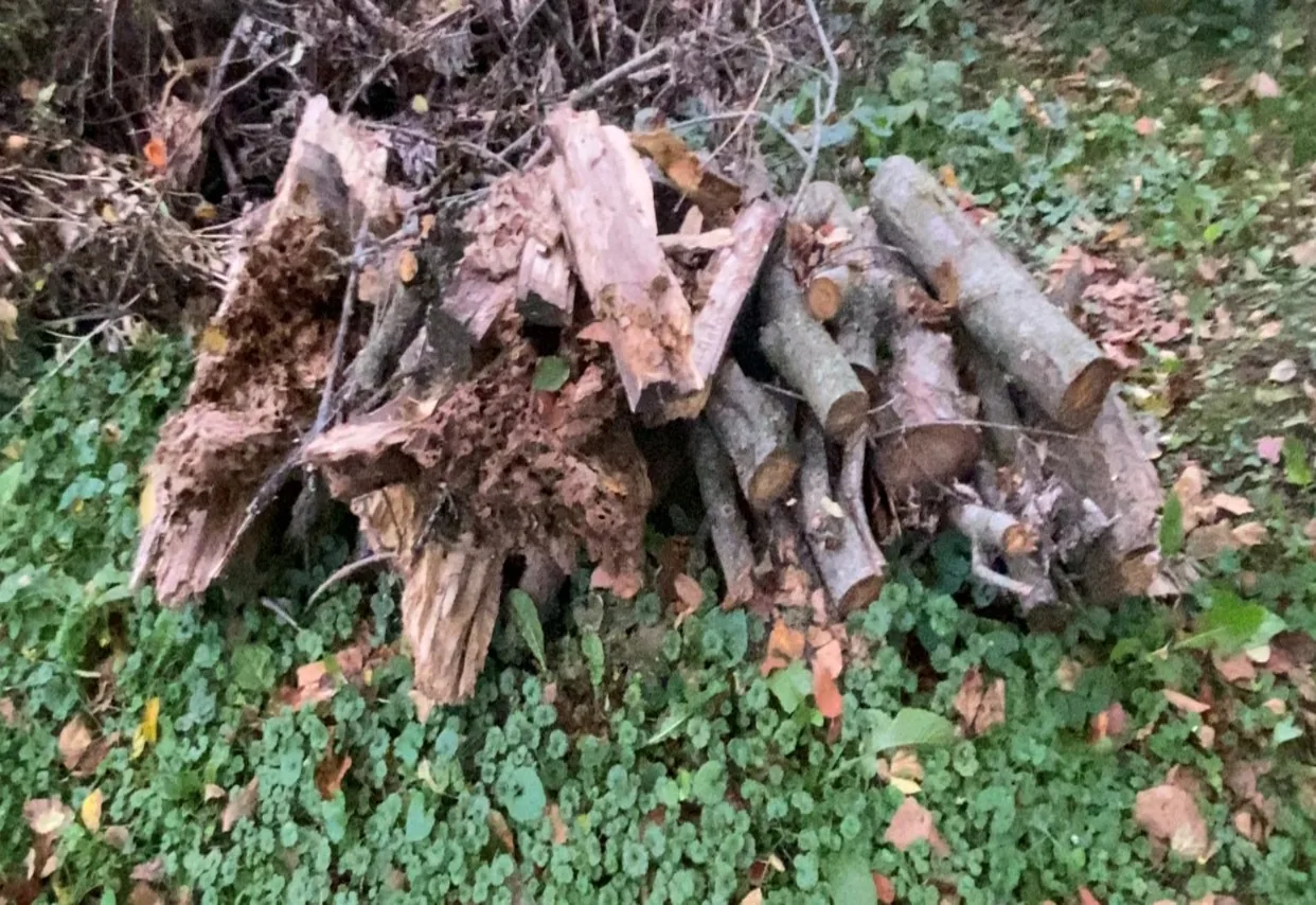 Pile of cut logs and pulled roots stacked on green ground
